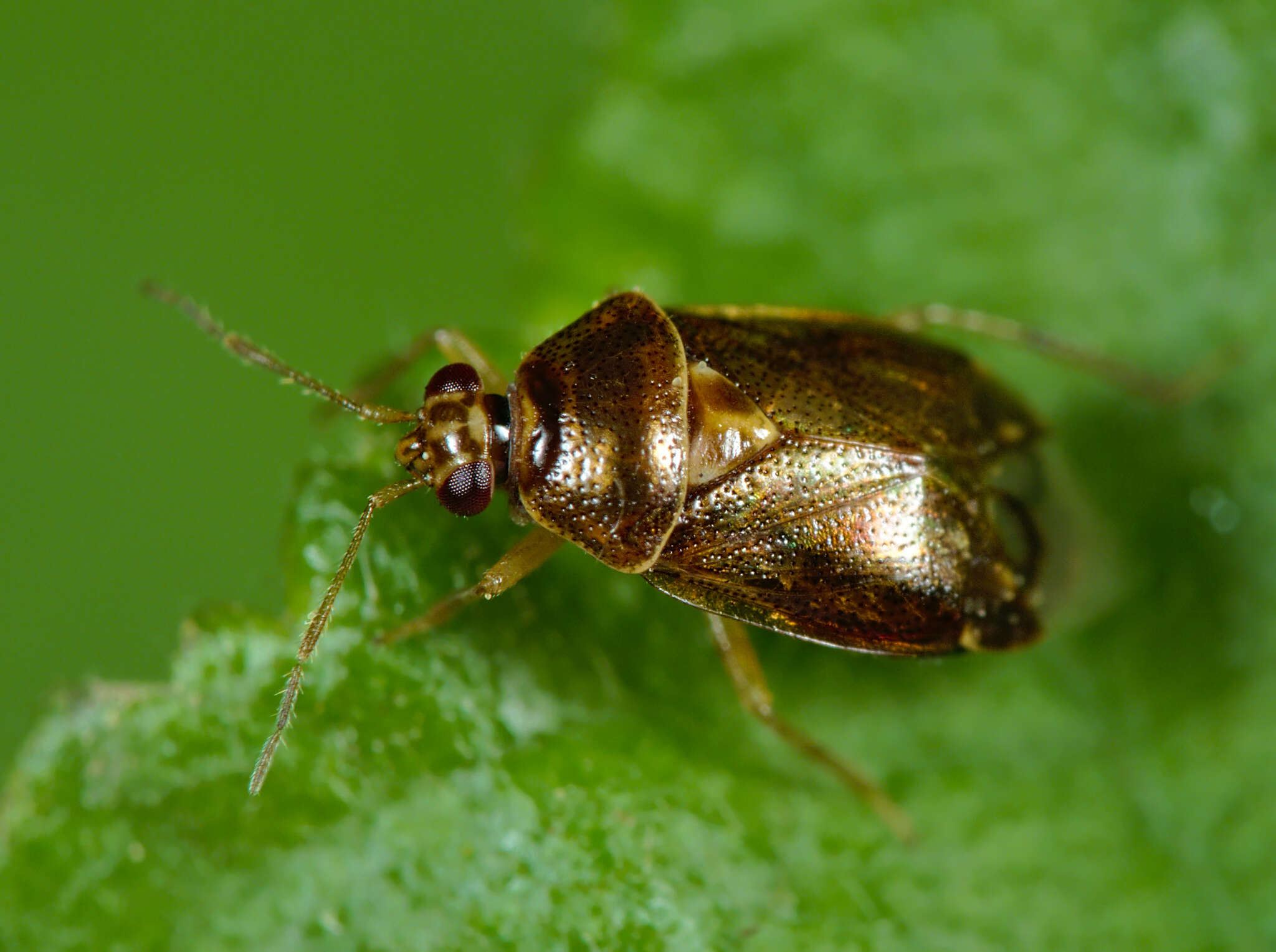 Deraeocoris lutescens (Schilling 1837)的圖片