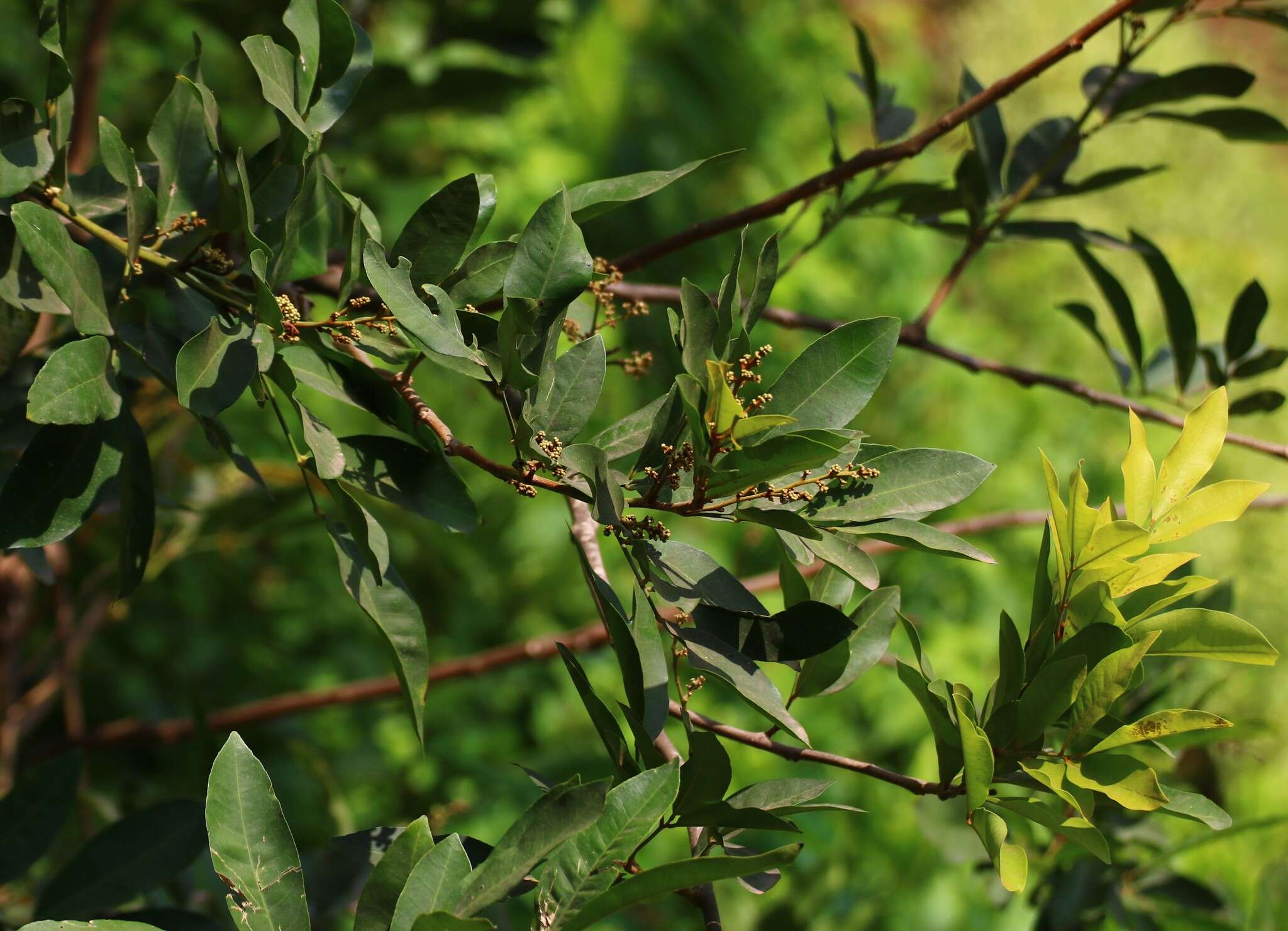 Image of Glycosmis pentaphylla (Retz.) Correa