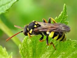 Image of Nomada succincta Panzer 1798