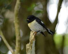 Petroica macrocephala chathamensis Fleming & CA 1950的圖片