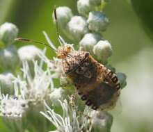 Image of Scentless plant bug