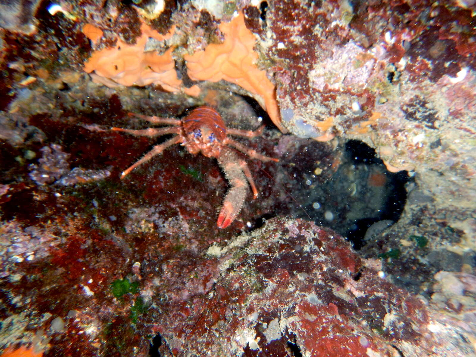 Image of spinous squad lobster
