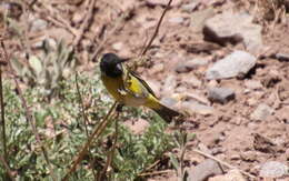 Image of Thick-billed Siskin