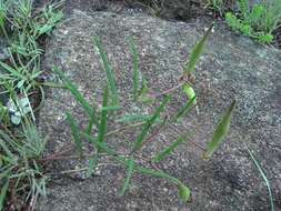 Image of Hooded meadow-star