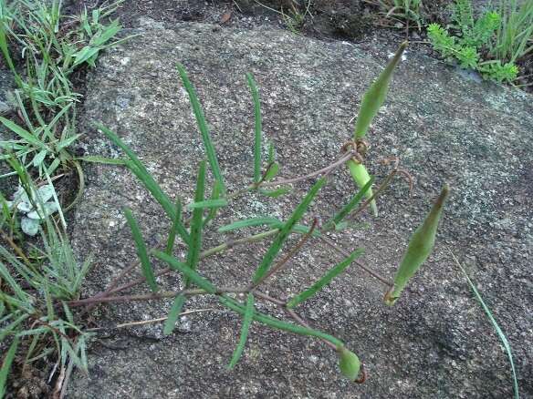 Image of Hooded meadow-star