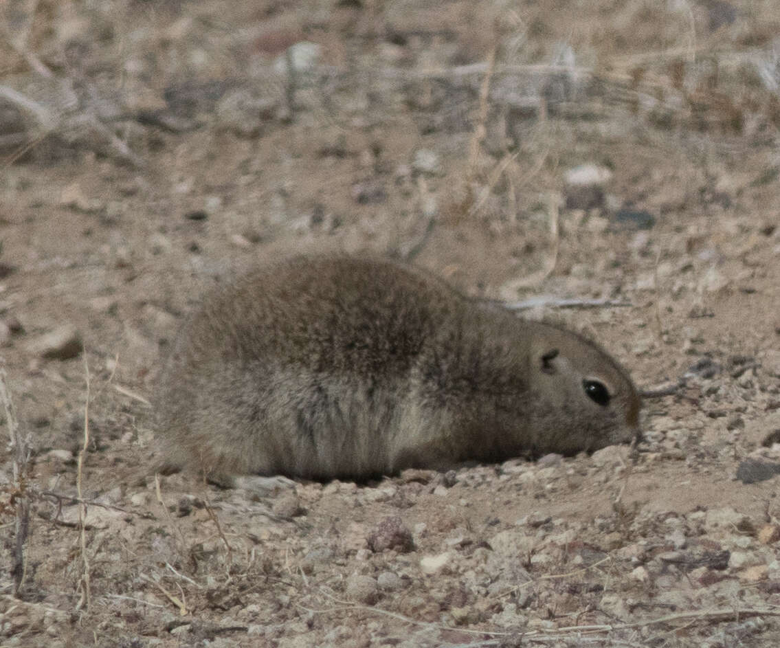 Image of Great Basin Ground Squirrel