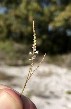 Image of Florida jointweed