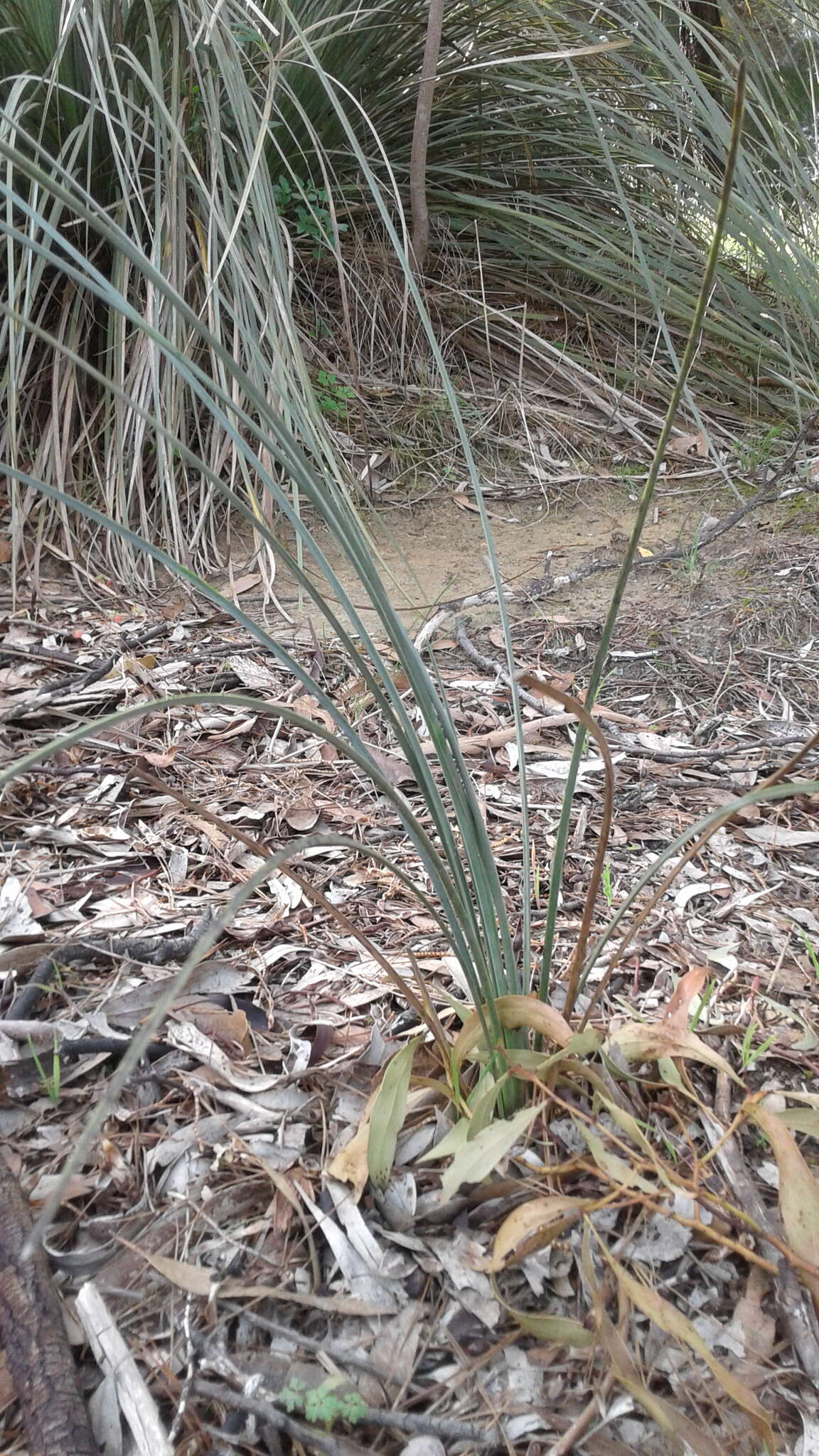 Image of Xanthorrhoea semiplana F. Muell.