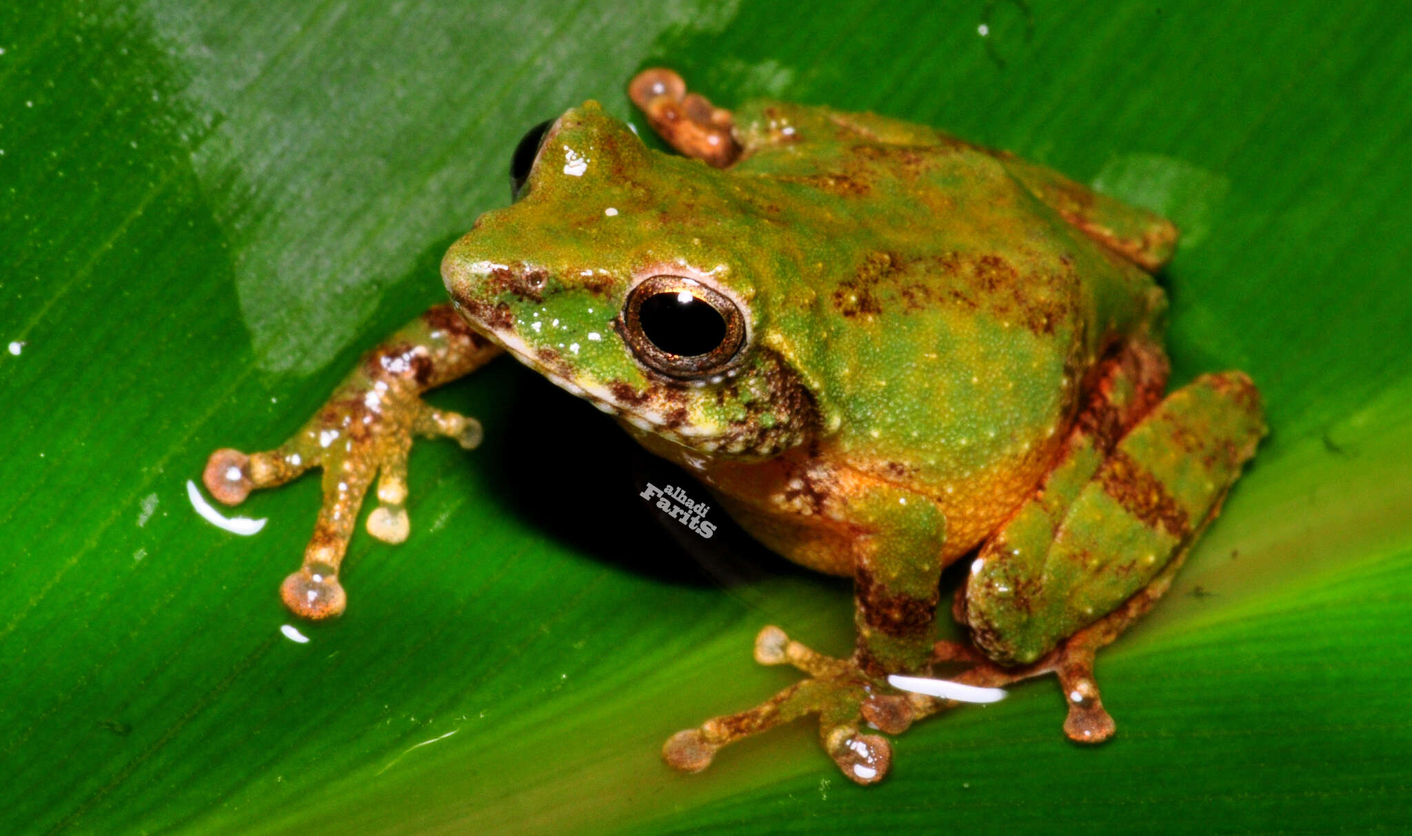 Image of Philautus aurifasciatus (Schlegel 1837)