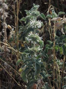 Image of horehound