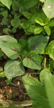 Plancia ëd Amaranthus tricolor L.