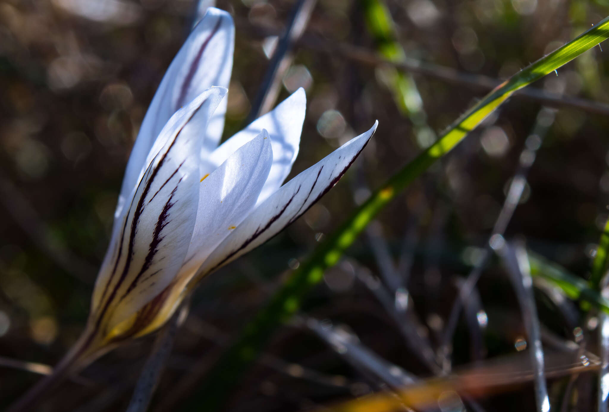 Image of Crocus variegatus Hoppe & Hornsch.