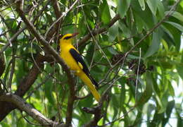 Image of Indian Golden Oriole