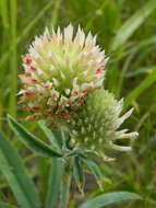 Image de Trifolium plumosum subsp. amplifolium (J. S. Martin) J. M. Gillett