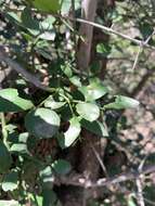 Image de Carissa bispinosa var. bispinosa