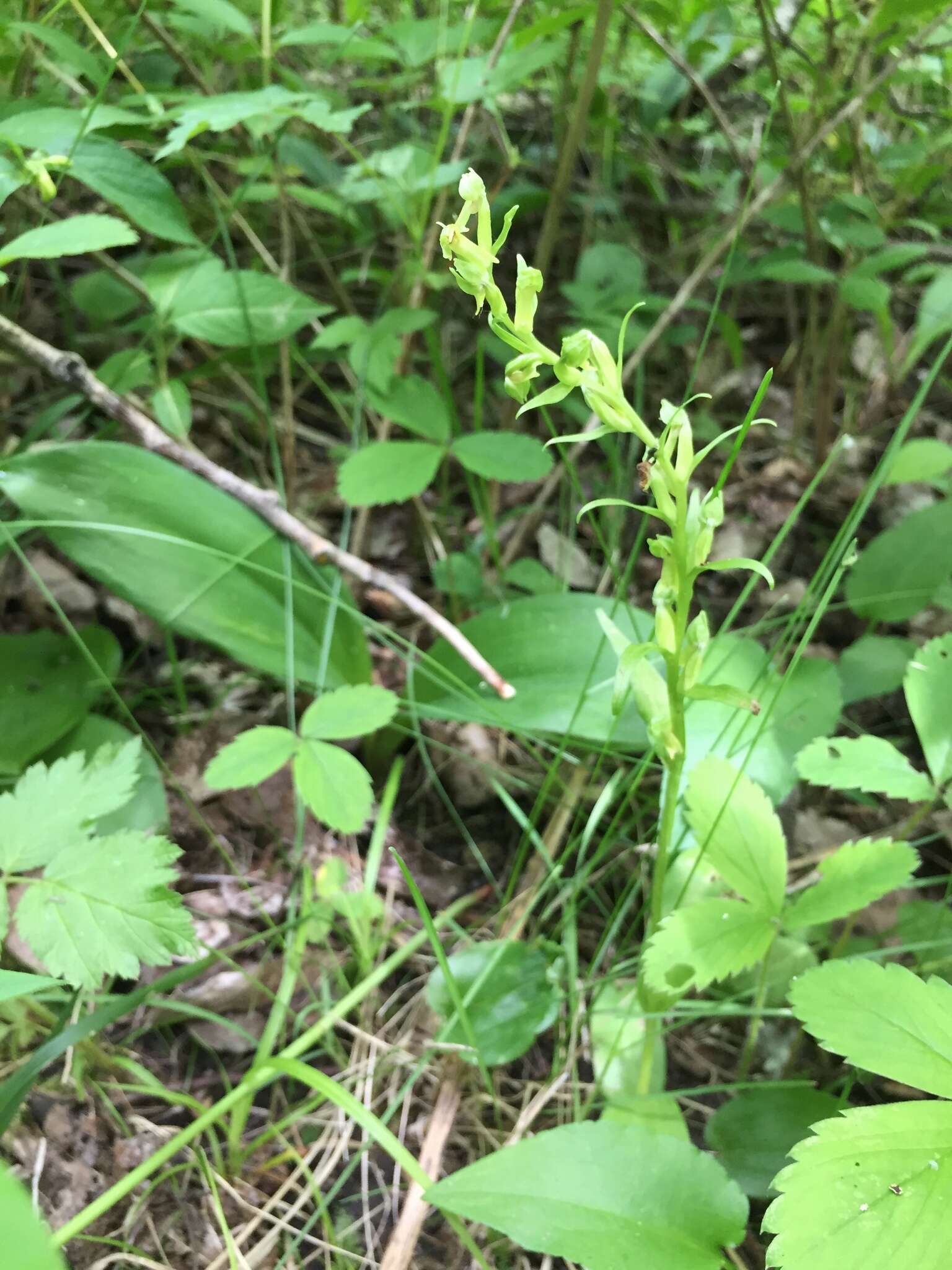 Plancia ëd Dactylorhiza viridis (L.) R. M. Bateman, Pridgeon & M. W. Chase