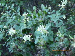 Image of southern honeysuckle