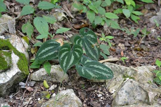 Image of Dioscorea cyanisticta J. D. Sm.