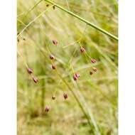 Image of Swamp Millet