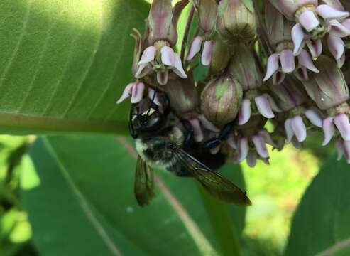 Image de Xylocopa virginica virginica (Linnaeus 1771)