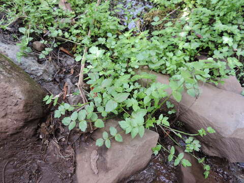 Image of Fool's-Watercress