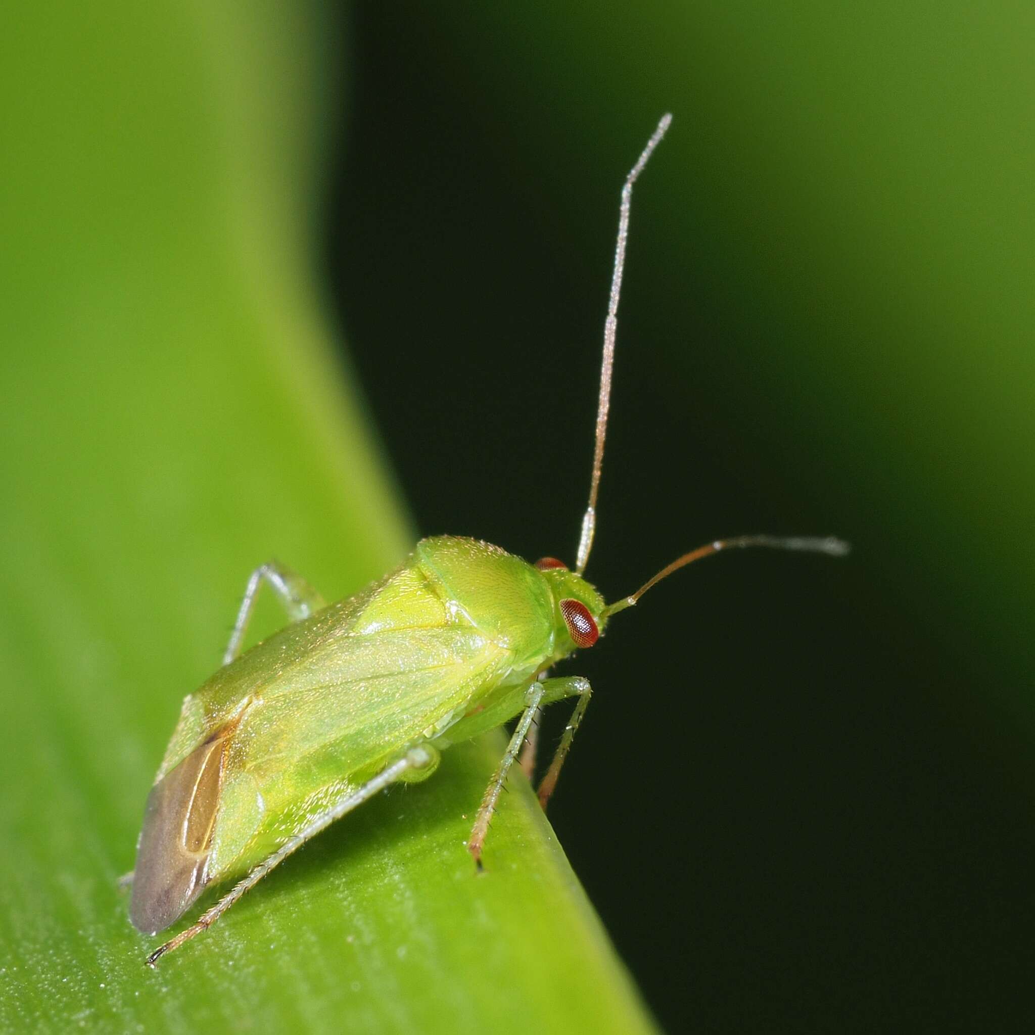 صورة Apolygus spinolae (H. Meyer-Dur 1841)