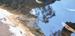 Image of Northern Flinders Ranges froglet