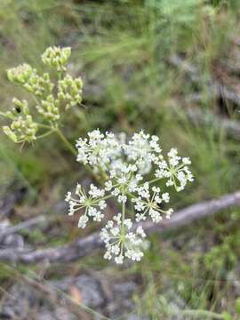 Image of coastal plain angelica