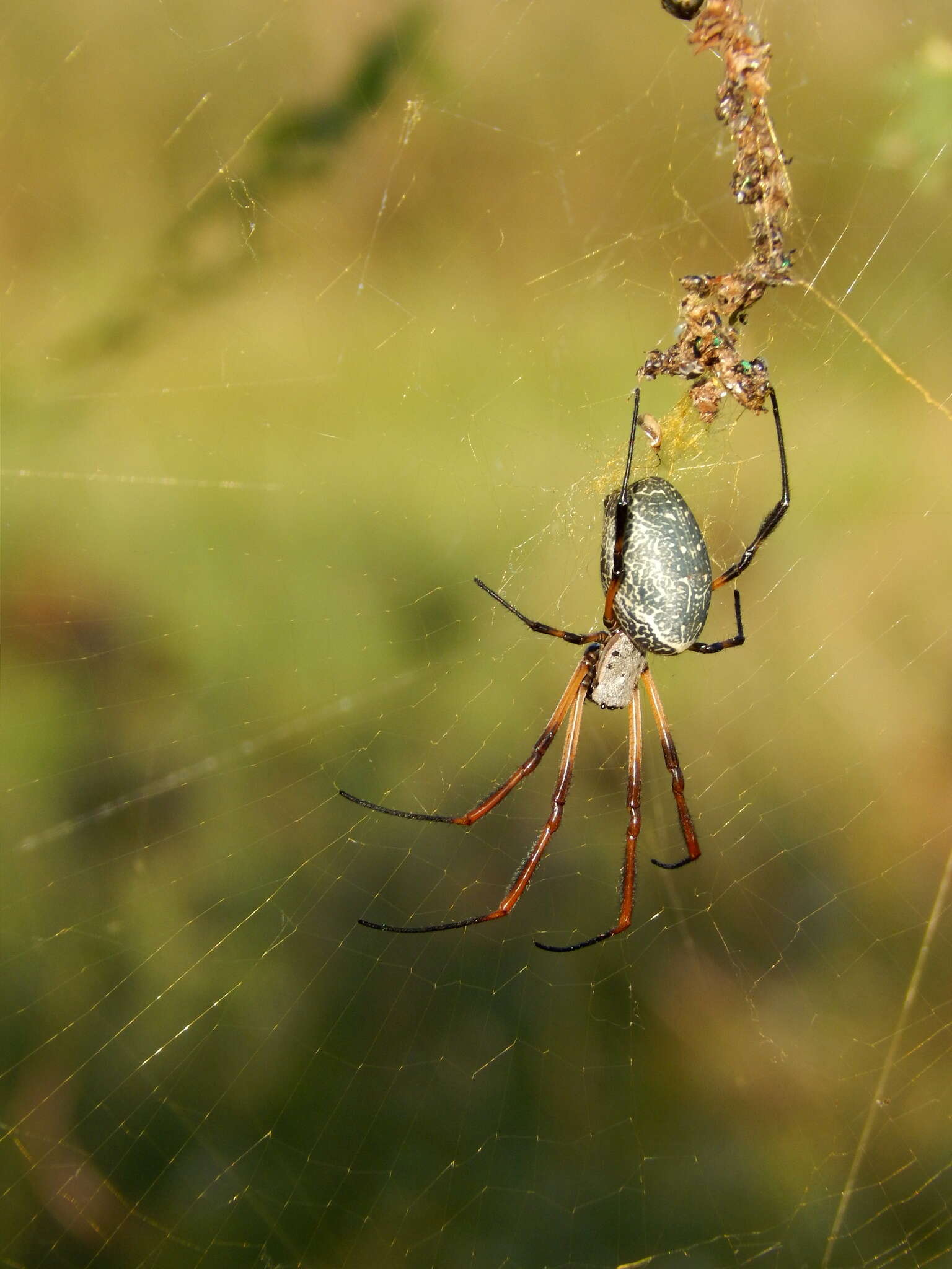 صورة Trichonephila sexpunctata (Giebel 1867)