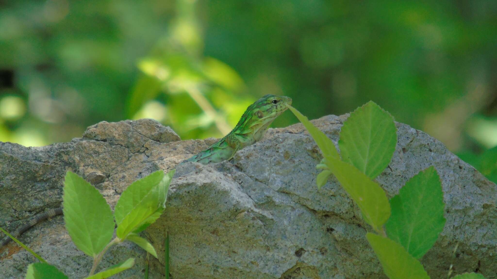 Image of Southern Honduran Spiny-tailed Iguana