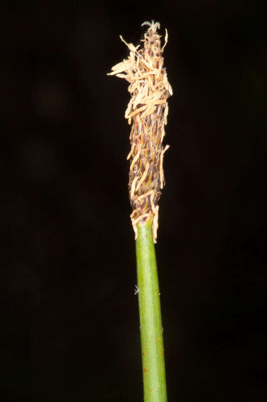 Image of Common Spike-rush