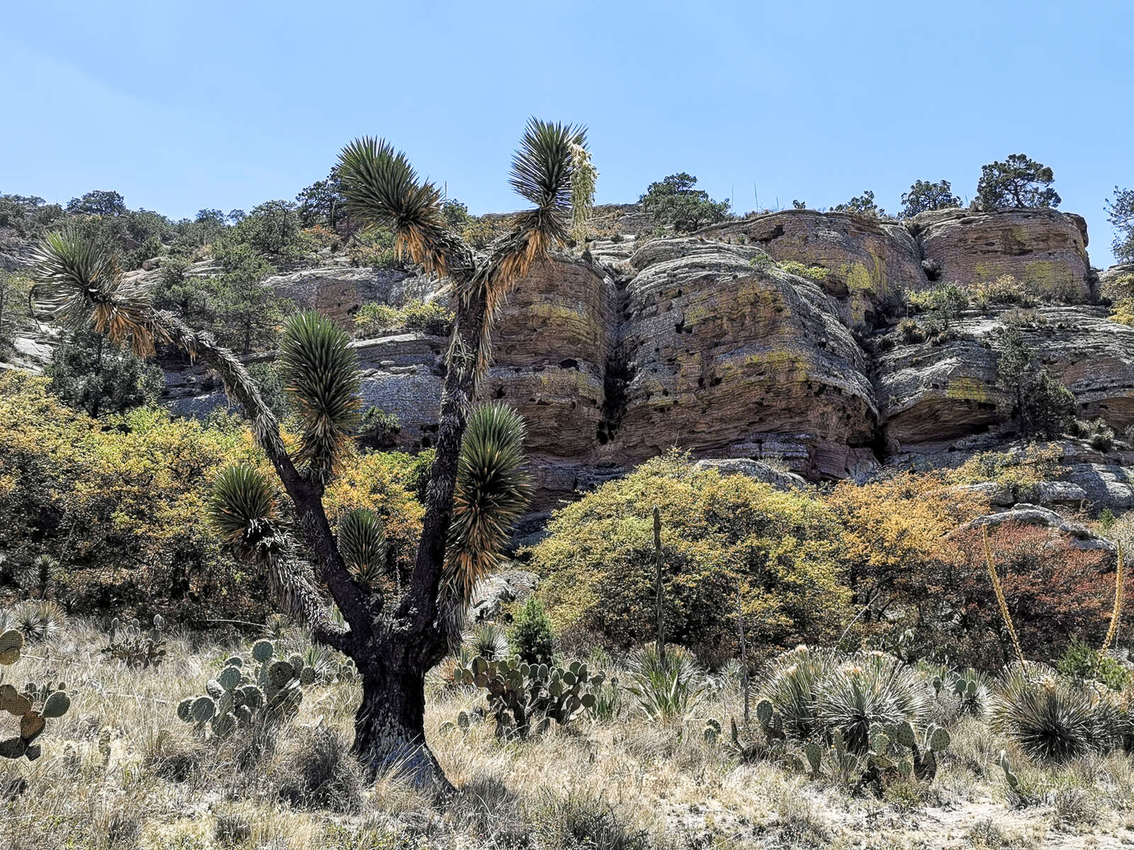 Image of Yucca decipiens Trel.