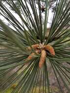 Image of Torrey pine