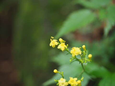 صورة Patrinia triloba Miq.