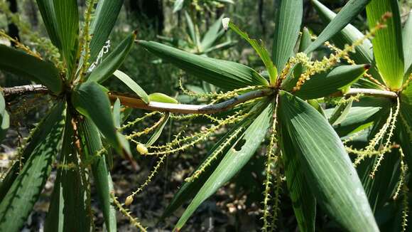 Sivun Leucopogon verticillatus R. Br. kuva