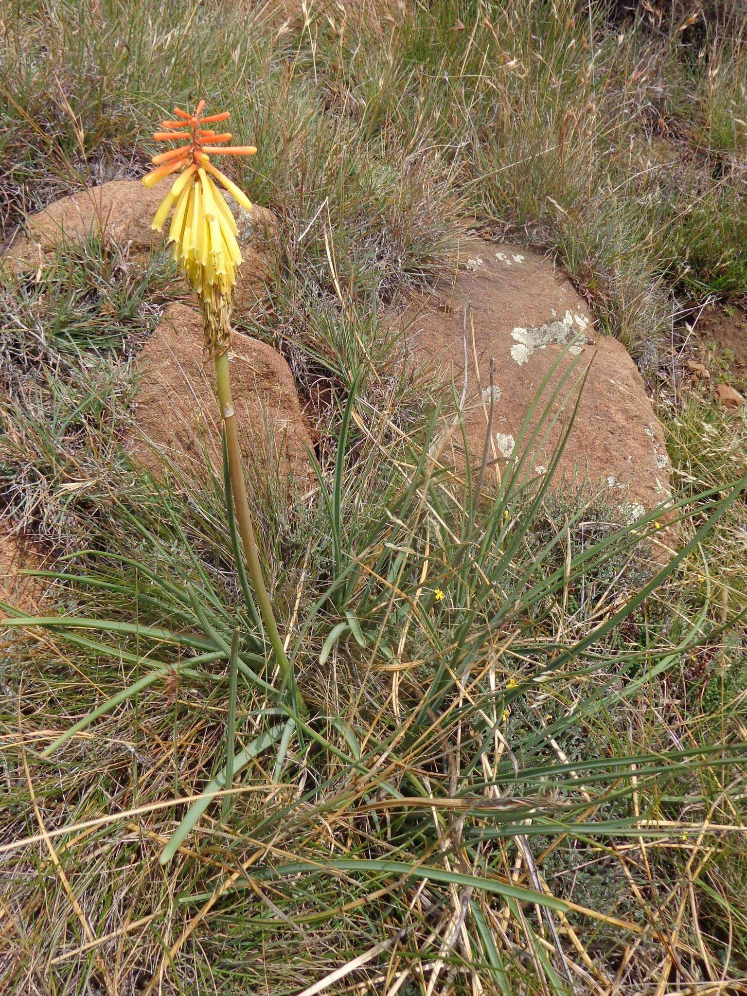 Image of Kniphofia stricta Codd