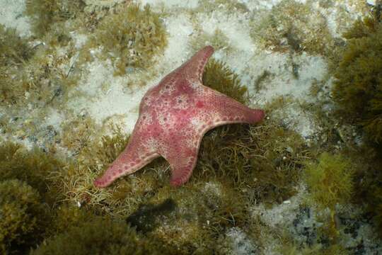 Image of Anthaster valvulatus (Muller & Troschel 1843)