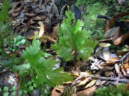 Image de Hymenophyllum dilatatum (G. Forst.) Sw.