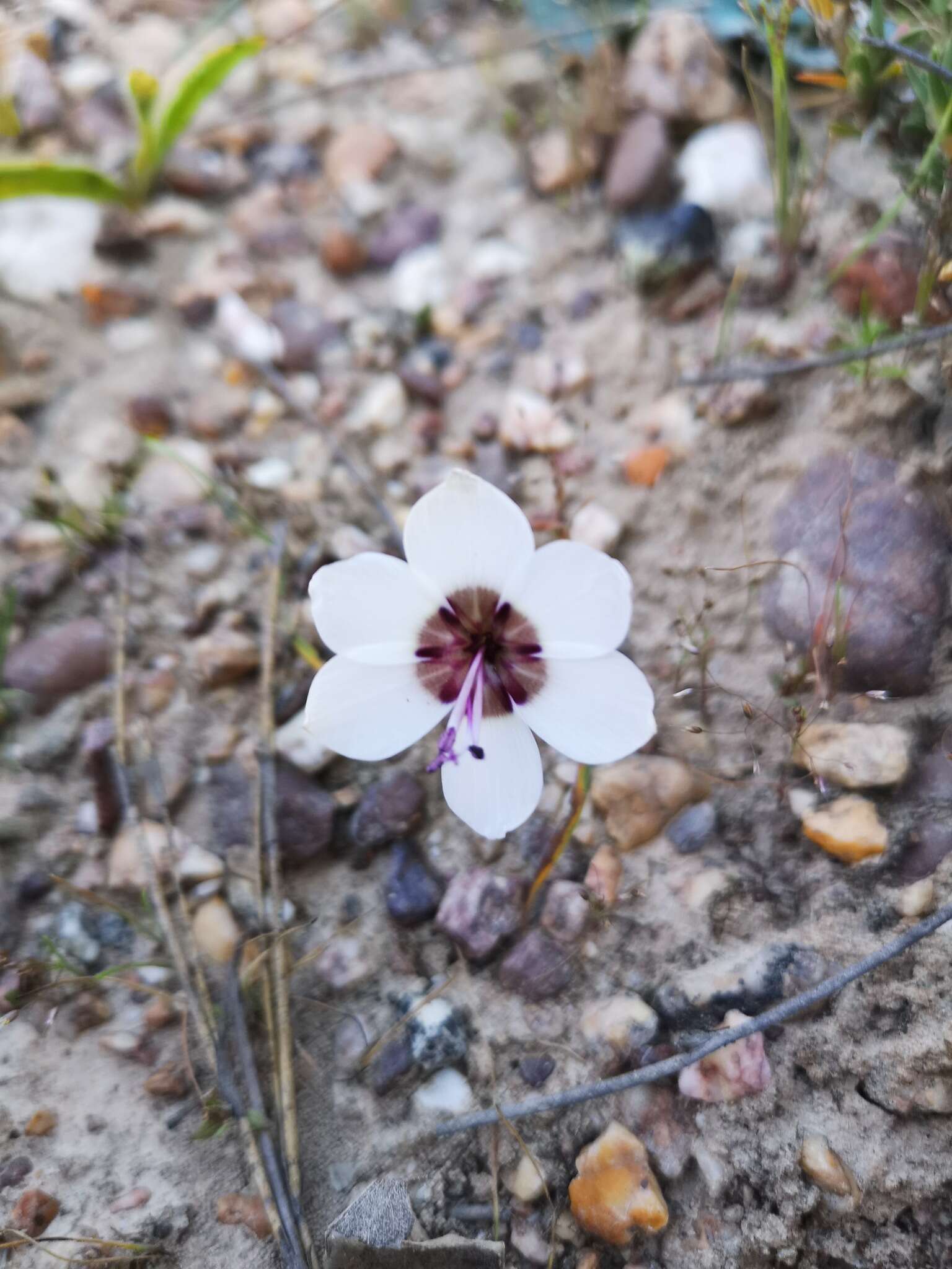 Image of Geissorhiza tulbaghensis F. Bolus