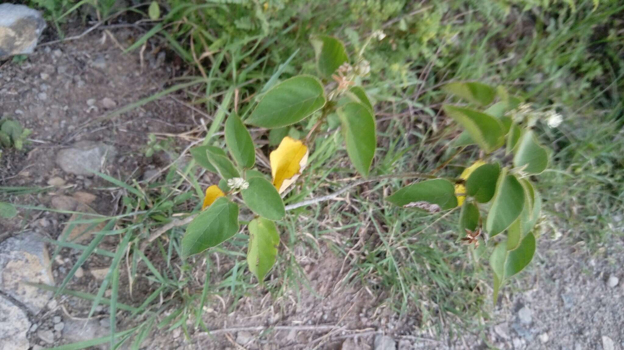 Image of Mexican croton