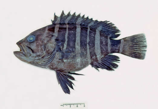 Image of Banded rockcod