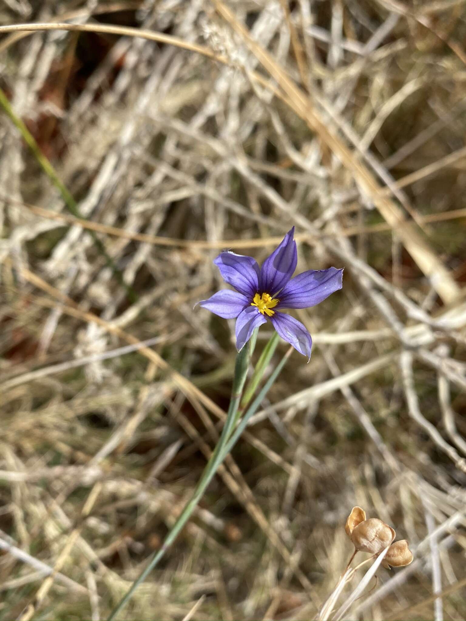 Image of Funeral Mountain blue-eyed grass