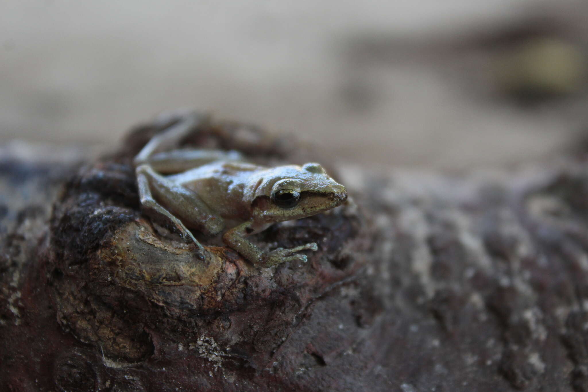 Image of Paraiba Robber Frog