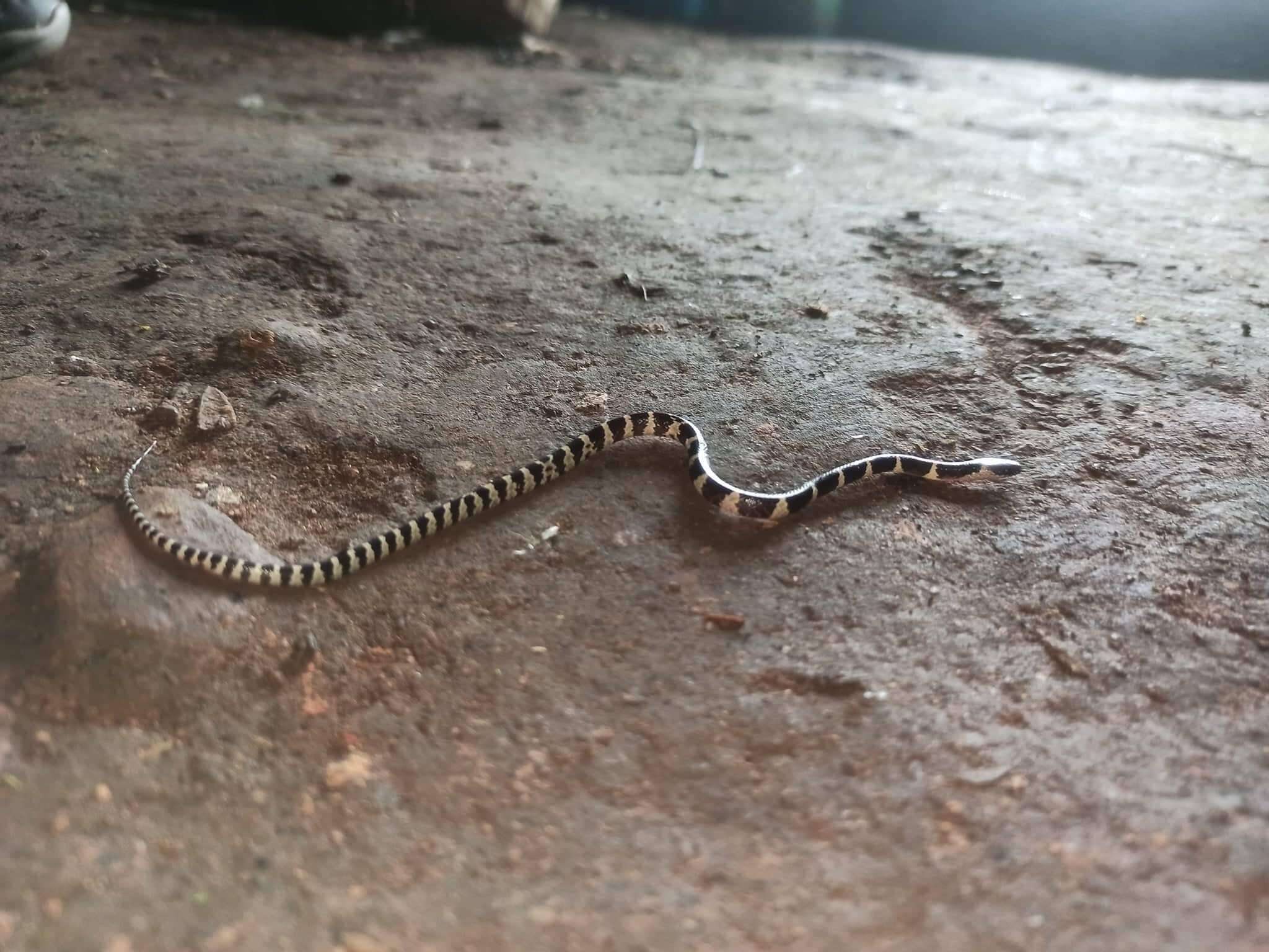 Image of Banded Wolf Snake