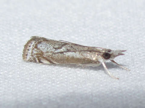 Plancia ëd Microcrambus discludellus Möschler 1890