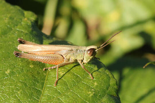 Image of Amblytropidia australis Bruner & L. 1904