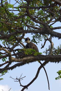 صورة Semnopithecus priam thersites (Blyth 1847)