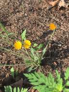 Image of Dwarf dandelion