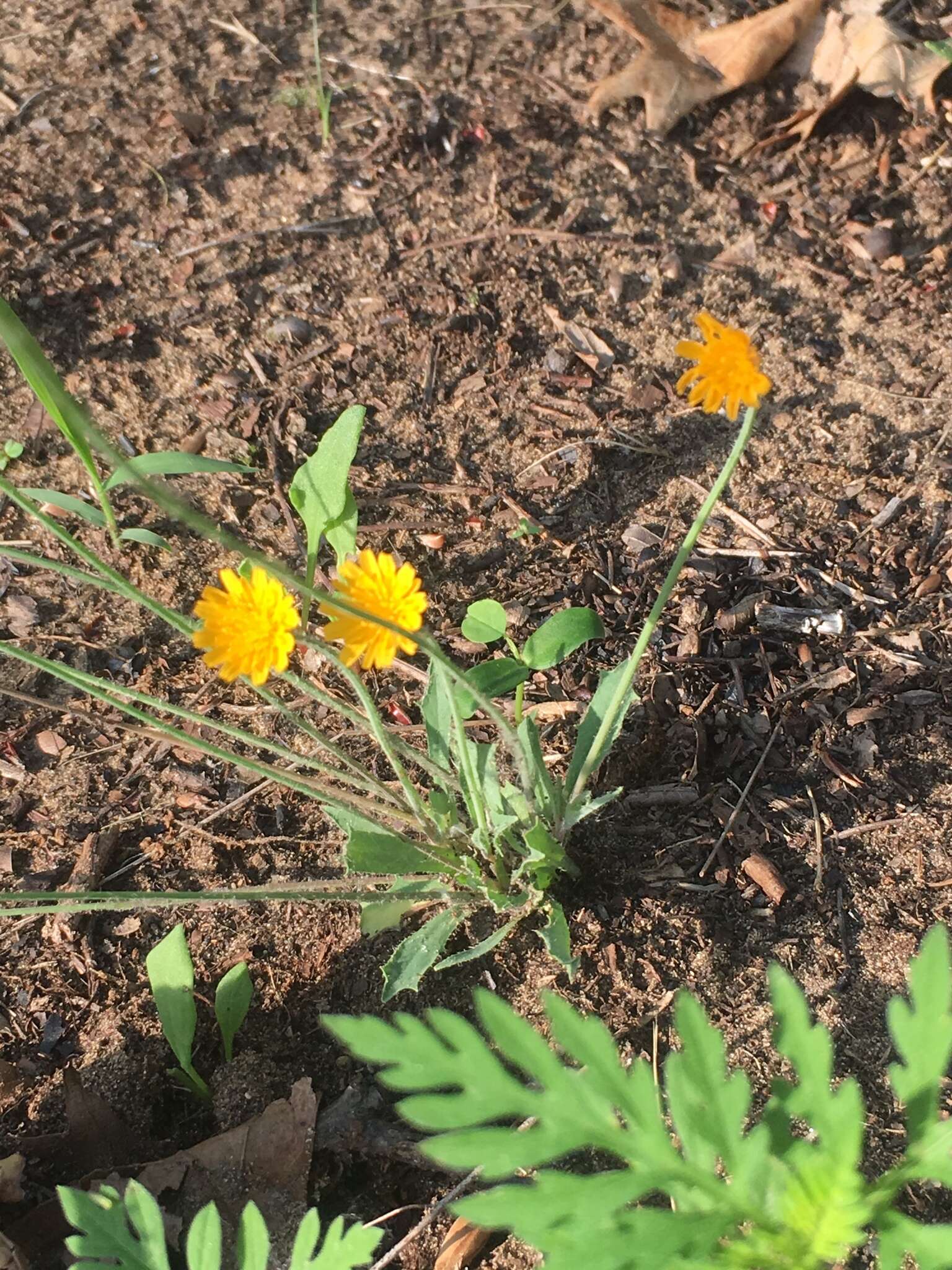 Image of Dwarf dandelion