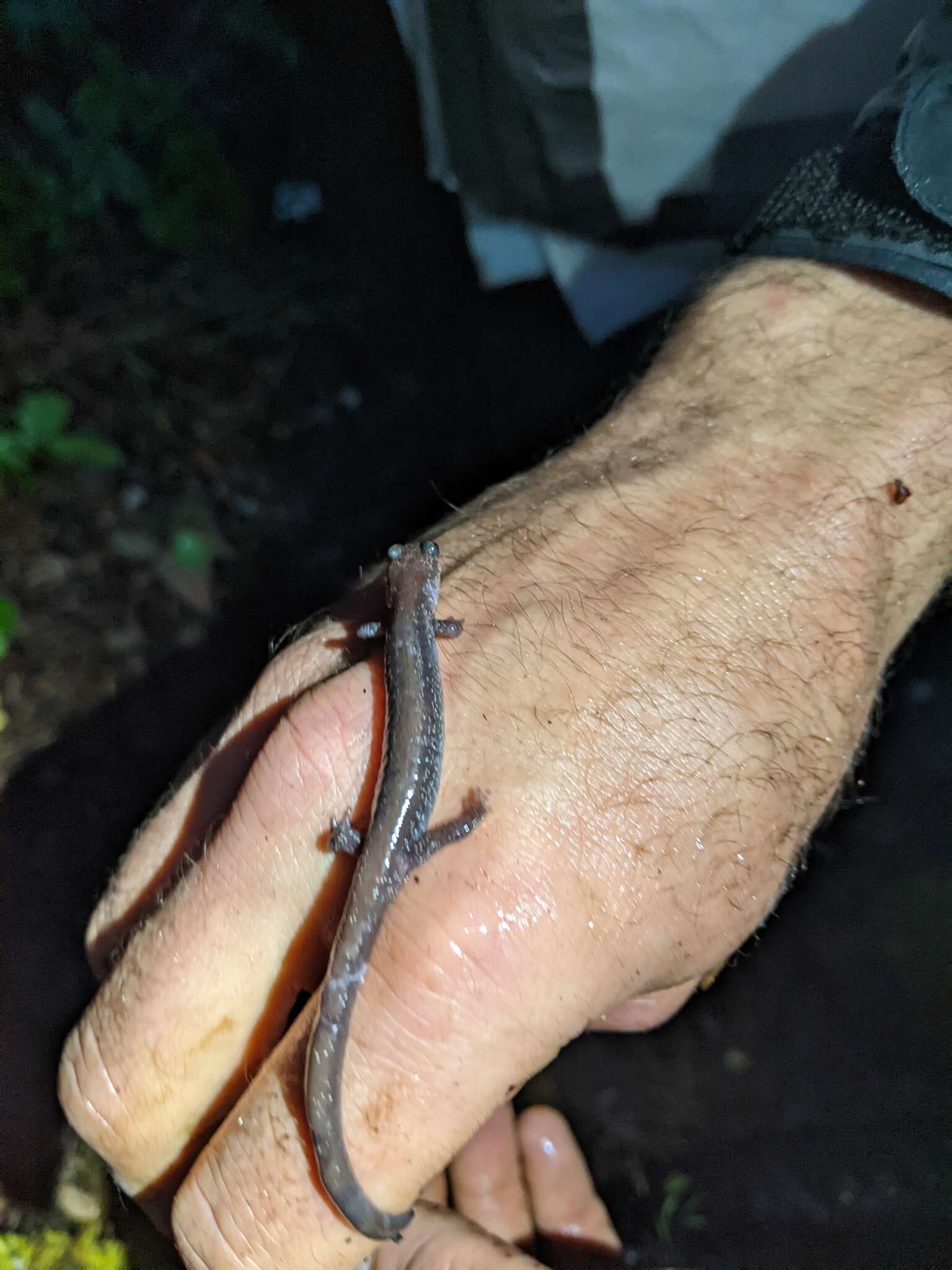 Image of Siskiyou Mountains salamander